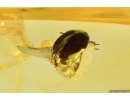 Nice Marsh Beetle Scirtidae. Fossil insect in Baltic amber #11736