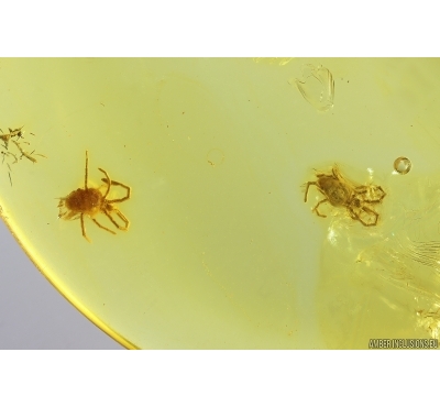 Two nice Mites Acari. Fossil inclusions in Baltic Amber #11740