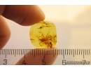 Rare Mite Acari. Fossil insect in Baltic amber #11741