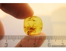 Rare Mite Acari. Fossil insect in Baltic amber #11741