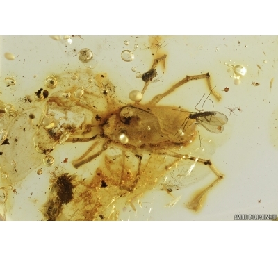 Rare Mite Acari. Fossil insect in Baltic amber #11741