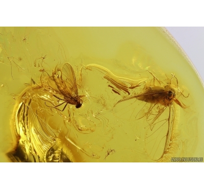 Aphid Aphididae and More. Fossil insects in Baltic amber #11742