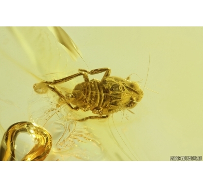 Nice Planthopper nymph Fulgoromorpha. Fossil inclusion in Baltic amber #11743