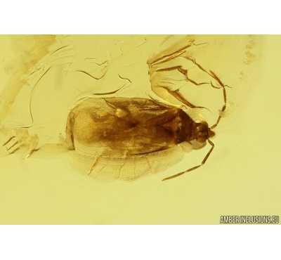 Bug Heteroptera and Plant. Fossil inclusions Baltic amber #11746