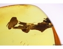 Bug Heteroptera and Plant. Fossil inclusions Baltic amber #11746