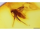 Bug Heteroptera. Fossil insect in Baltic amber #11747