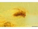 Psocid Psocoptera. Fossil insect in Baltic amber #11748