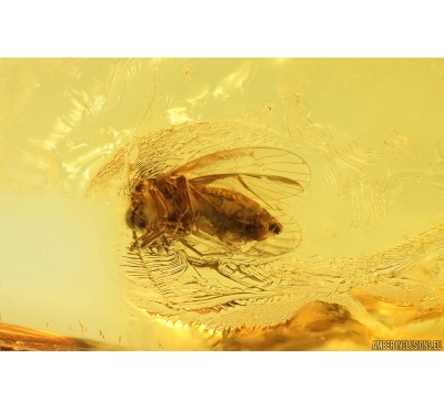 Psocid Psocoptera. Fossil insect in Baltic amber #11748