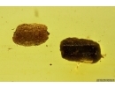 Coprolites. Fossil Inclusions Ukrainian Rovno amber #11751R