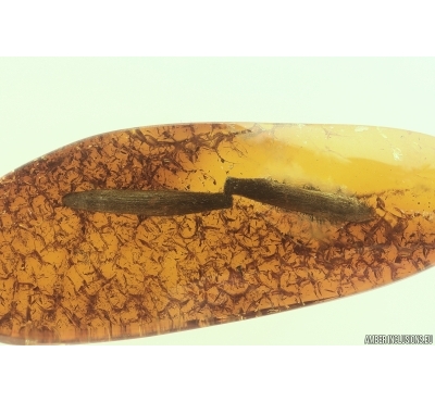 Two Nice Leaves. Fossil inclusions in Ukrainian Rovno amber stone #11752R