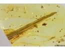 Rare Pine Spine Needle. Fossil inclusion in Ukrainian Rovno amber #11753R