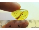 Rare Pine Spine Needle. Fossil inclusion in Ukrainian Rovno amber #11753R