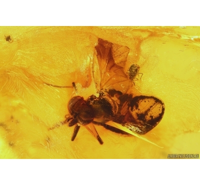 Snipe Fly Rhagionidae and Mite Acari. Fossil insects in Baltic amber #11754