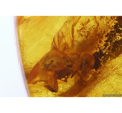 Hover Fly Syrphidae. Fossil insect in Baltic amber #11755