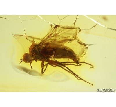 Dance fly Empididae. Fossil inclusions in Baltic amber #11756