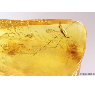 Crane fly Limoniidae Trichoneura and Thrips Thysanoptera. Fossil inclusions Baltic amber #11757