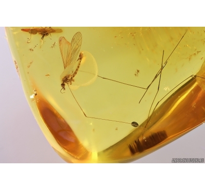 Crane fly Limoniidae Dicranomyia and Ant Hymenoptera.  Fossil Inclusions Ukrainian Rovno amber #11758