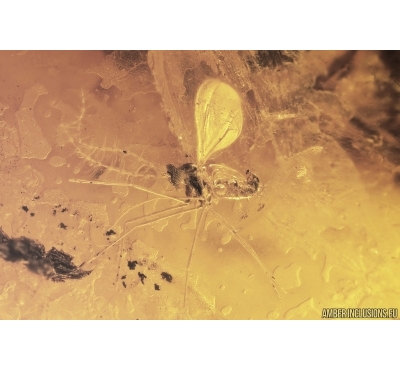 Dark-Winged fungus gnat Sciaridae and Fungus gnat Mycetophilidae. Fossil inclusions Baltic amber #11760