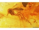 Dark-Winged fungus gnat Sciaridae and Fungus gnat Mycetophilidae. Fossil inclusions Baltic amber #11760