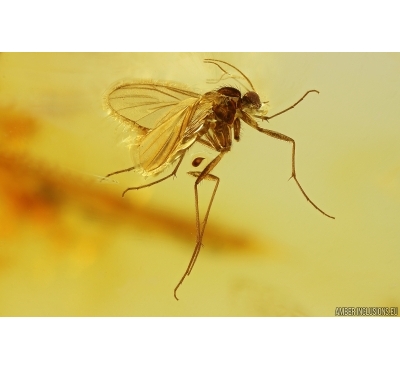 Nice Fungus gnat Mycetophilidae. Fossil inclusion Baltic amber #11761