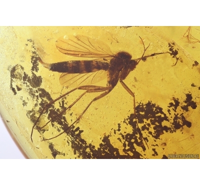 Nice Fungus gnat Mycetophilidae Fossil inclusion Baltic amber #11761