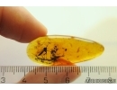 Nice Fungus gnat Mycetophilidae Fossil inclusion Baltic amber #11761