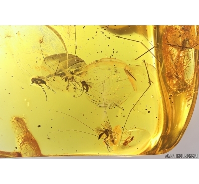 Many Fungus gnats Mycetophilidae. Fossil inclusions in very nice Baltic amber stone #11762