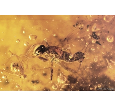 Rare True fly Empidoidea and Mite Acari. fossil insects Baltic amber #11763