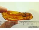 Rare True fly Empidoidea and Mite Acari. fossil insects Baltic amber #11763