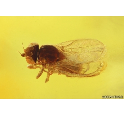 Rare Frit fly Acalyptratae. Fossil insect in Baltic amber #11764