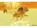 Rare Frit fly Acalyptratae. Fossil insect in Baltic amber #11764