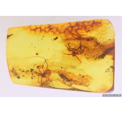 Harvestmen Opiliones and Spider Araneae. Fossil inclusions in Baltic amber #11765