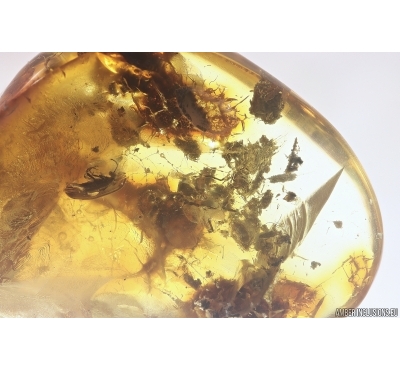 Beetle Coleoptera in Spider web. Fossil inclusion in Ukrainian Rovno amber #11766R
