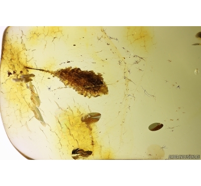 Spider Cocoon and spider web. Fossil inclusions iBaltic amber #11767