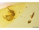 Spider Araneae and Parasitic Wasp Hymenoptera. Fossil inclusions in Baltic amber #11768