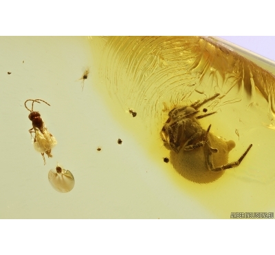 Spider Araneae and Parasitic Wasp Hymenoptera. Fossil inclusions in Baltic amber #11768
