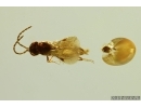 Spider Araneae and Parasitic Wasp Hymenoptera. Fossil inclusions in Baltic amber #11768