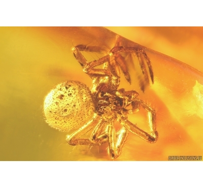 Two Spiders Araneae. Fossil inclusions Ukrainian Rovno amber #11769R
