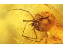 Two Spiders Araneae. Fossil inclusions Ukrainian Rovno amber #11769R