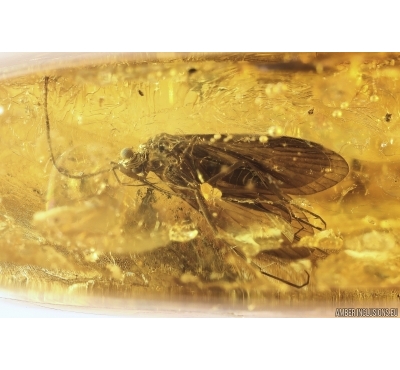 Caddisfly Trichoptera, Wasp,  Ant and Beetle Latridiidae. Fossil inclusions Ukrainian Rovno amber #11770R