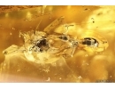 Caddisfly Trichoptera, Wasp,  Ant and Beetle Latridiidae. Fossil inclusions Ukrainian Rovno amber #11770R