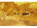 Caddisfly Trichoptera, Wasp,  Ant and Beetle Latridiidae. Fossil inclusions Ukrainian Rovno amber #11770R