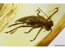 Nice Cricket Orthoptera Fossil insect Ukrainian Rovno amber #11771R