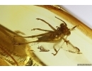 Nice Cricket Orthoptera Fossil insect Ukrainian Rovno amber #11771R