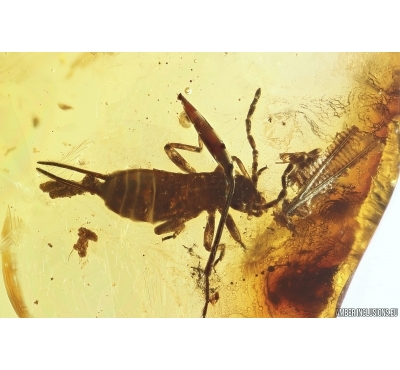 Rare Earwig Dermaptera with coprolites and Unique Plant. Fossil inclusions in Ukrainian Rovno amber stone #11772R