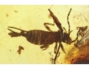 Rare Earwig Dermaptera with coprolites and Unique Plant. Fossil inclusions in Ukrainian Rovno amber stone #11772R