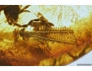 Rare Earwig Dermaptera with coprolites and Unique Plant. Fossil inclusions in Ukrainian Rovno amber stone #11772R