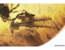 Rare Earwig Dermaptera with coprolites and Unique Plant. Fossil inclusions in Ukrainian Rovno amber stone #11772R