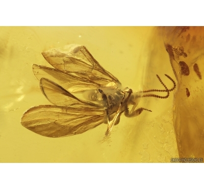 Rare Dustywing Coniopterygidae (probably nov spec!) and More. Fossil inclusions in Ukrainian Rovno amber #11773R