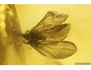 Rare Dustywing Coniopterygidae (probably nov spec!) and More. Fossil inclusions in Ukrainian Rovno amber #11773R